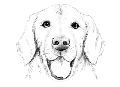 Раскраски портрет собаки (46 фото) » Картинки, раскраски и трафареты для  всех - Klev.CLUB