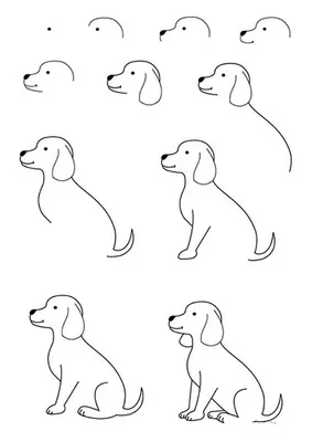 Как нарисовать собаку? | Рисовать, Легкие рисунки, Рисование