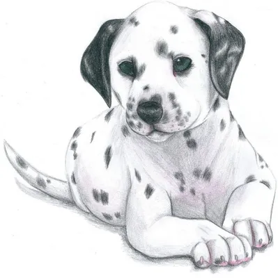Собачка рисунок карандашом (27 фото) » Рисунки для срисовки и не только |  Собаки в живописи | Постила