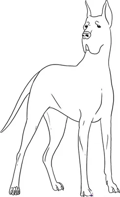 Как нарисовать собаку: 250 рисунков