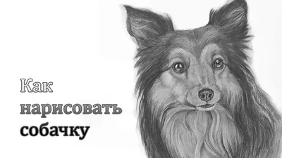 Собака для срисовки (40 фото) - картинки sobakovod.club