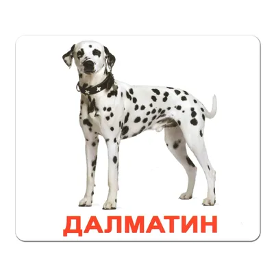 Популярные породы маленьких собак. Топ-10 мелких пород в России и за рубежом