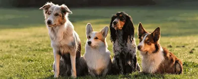 Лучшие собаки для детей - породы, описание, фото