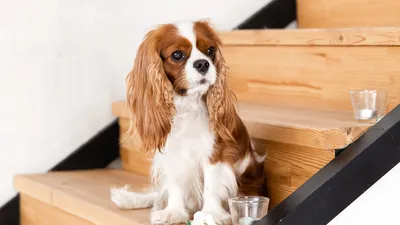 ТОП 25 Глистогонных препаратов для собак мелких пород и щенков: цены,  описание, показания, инструкция