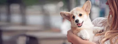 Собака из самых редких пород в мире родила щенков - фото | РБК Украина