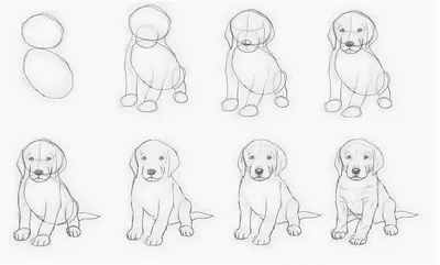 Рисунки собак карандашом для срисовки - 64 фото