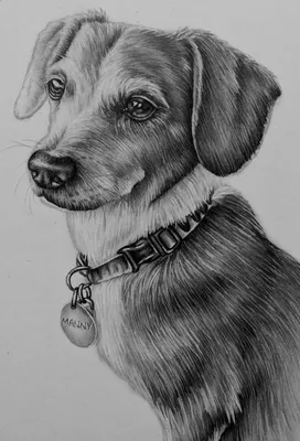 Собака рисунок карандашом легкий - 82 фото