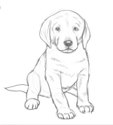 Пошаговый рисунок собаки. | Рисунок собаки, Рисунки животных, Картины  животных