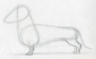 Как нарисовать собаку простым карандашом | Рисунок для начинающих легко и  поэтапно | Империя Пикчер | Дзен