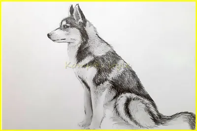 Рисунки карандашом морда собаки (27 фото) 🔥 Прикольные картинки и юмор
