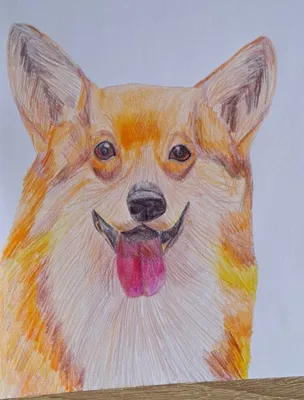 Как нарисовать собаку породы ХАСКИ карандашом поэтапно. Макстер-класс. -  YouTube