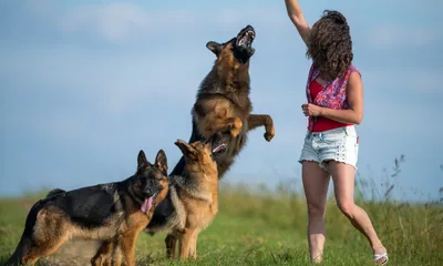 Клички для собак-девочек немецких овчарок - Питомцы Mail.ru