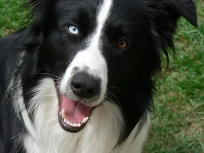 Колли длинношерстный - описание породы собак: характер, особенности  поведения, размер, отзывы и фото - Питомцы Mail.ru