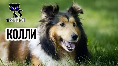 Самая умная в мире собака умерла в США - 29.07.2019, Sputnik Беларусь
