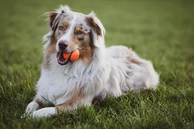 Названы самые умные и самые глупые породы собак: Звери: Из жизни: Lenta.ru