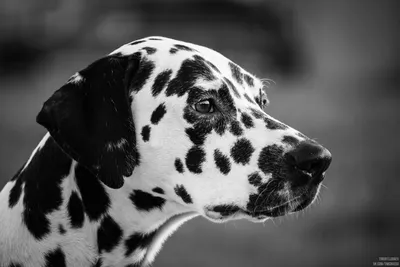 Черно-белый портрет собаки - Фрилансер Ерлан Куттыбаев erlankuttibaev -  Портфолио - Работа #4485444