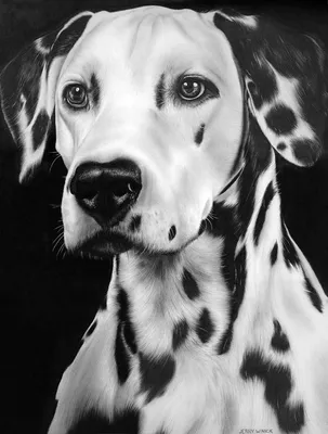 Черно белая собака с голубыми глазами - 70 фото