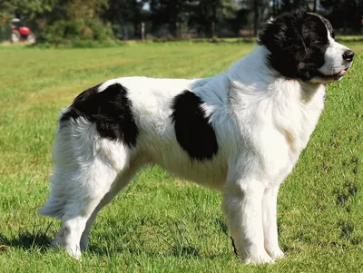 Черно-белая собака щенка стоковое изображение. изображение насчитывающей  мило - 53451297