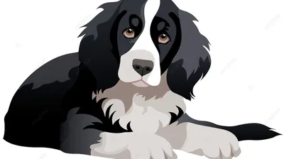 Красивая черно-белая собака щенка лежать вниз с голубой проводкой собаки  Стоковое Изображение - изображение насчитывающей дворняжка, здорово:  194840711