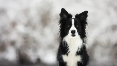 черно белая собака сидит на белом фоне, картинка собаки, собака, мультфильм  фон картинки и Фото для бесплатной загрузки