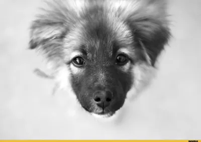 Чёрно-белая собака» — создано в Шедевруме