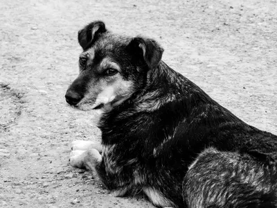 Маленькая Собака, Черно-Белый Портрет Стоковые Фотографии | FreeImages