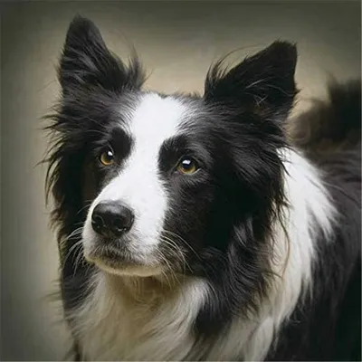 Coton Tulear Собака Мультяшный Портрет Чернила Лица Черно Белый Рисунок  Векторное изображение ©svetomircomua 665772274