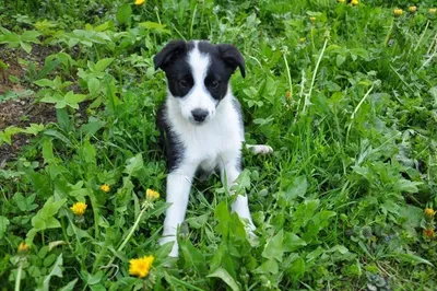Пятерка самых красивых черно-белых пород собак | DogsForum | Дзен