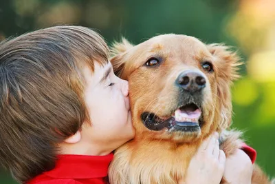 Собака для охраны 🐕 детей