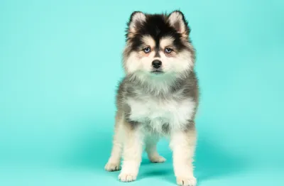 В России начали продавать дорогих мини-собак из Кореи