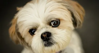 Самые маленькие породы собак в мире: фотографии с названиями десяти  наиболее миниатюрных созданий