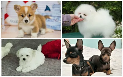 Семь самых маленьких пород собак