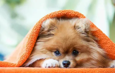 Собака Шпиц, красиво, эстетично, …» — создано в Шедевруме