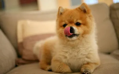 Немецкий шпиц стал самой популярной породой собак в России | ForPost