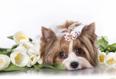 Красивая фотка собаки На осеннем …» — создано в Шедевруме