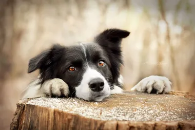 Кинолог дал рекомендации по передаче собаки на передержку - Мослента