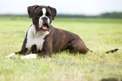 Как правильно отдавать собаку на передержку, без стресса? | Animals Travel