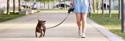 Прогулки с собакой. Как организовать правильный выгул собаки?