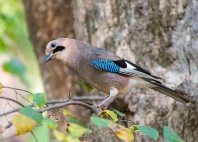 Невадская сойка [группа woodhouseii] - eBird