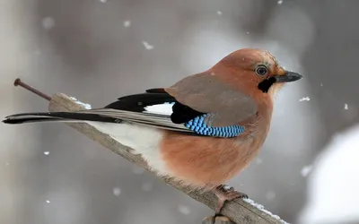 Сойка, европейская сойка, Jay, eurasian jay, сойка в лесу, врановые, птица,  松鴉(橿鳥), Vlaamse Gaai, Granskjur, Kestane Kargası, ヤマガラス, カシド, Geai des  chênes, Ghiandaia eurasiatica, Arrendajo Común Stock Photo | Adobe Stock