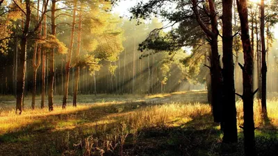 Теплые лучи солнца на вальдшнепинной тяге. / Охотничьи фото: Природа /  Сибирский охотник