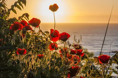 Цветы Солнце Океан Коричневый - Бесплатное фото на Pixabay - Pixabay
