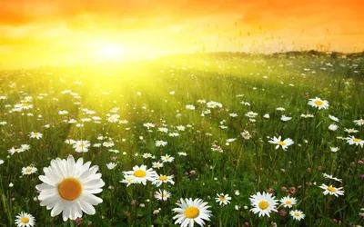 Картинка ромашки, поле, солнце, цветы 2560x1600, фото 64001 | Пейзажи,  Ромашки, Закаты