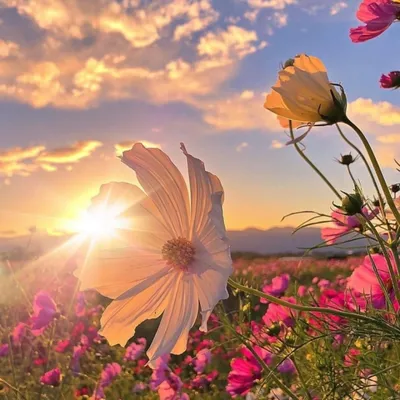 цветы солнечный свет растения красивый сад пейзаж восхода солнца Фон Обои  Изображение для бесплатной загрузки - Pngtree