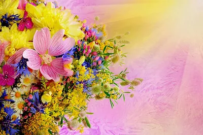 Цветок и солнце :: Владимир Гилясев – Социальная сеть ФотоКто