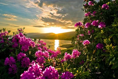 Природа закат цветы радуга солнце …» — создано в Шедевруме
