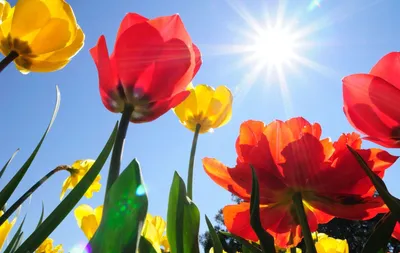 Обои Весенние цветы, 4k, HD, летные цветыЮ лето, солнце, Spring flowers,  4k, HD wallpaper, summer flowers, summer, sun, Природа #10140