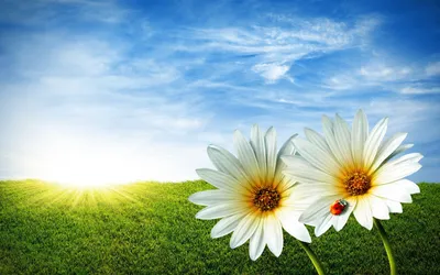 белые цветы архидея макро фотография растений на солнце Стоковое  Изображение - изображение насчитывающей яркое, концепция: 216615919