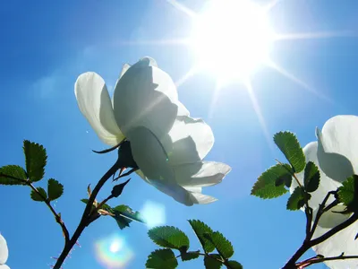 Солнечный цветок - гелиопсис | Семь семян🌱Просто о садоводстве | Дзен