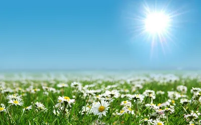 Цветы, поляна, поле, поля, солнце, природа, фото, пейзажи | Flickr
